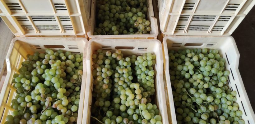 Cadena productiva uvas, vinos y singanis