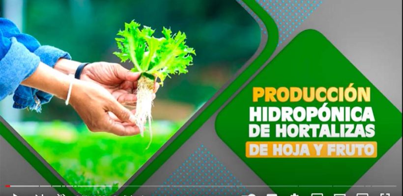Producción hidropónica de hortalizas de hoja y fruto