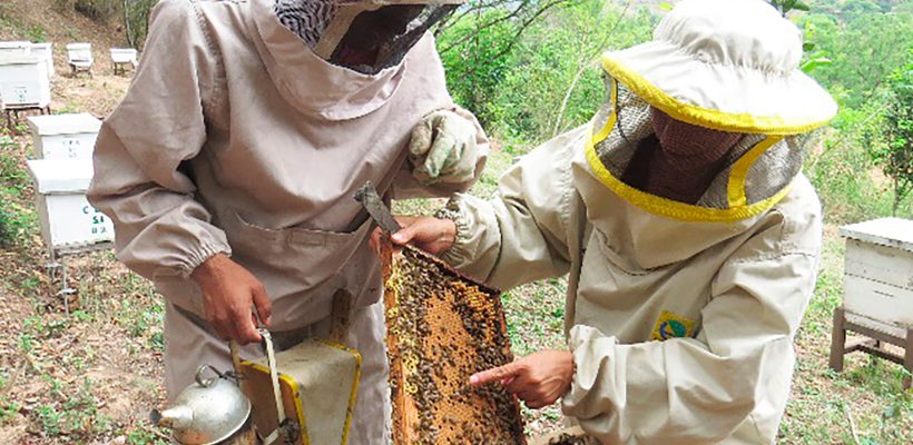 Apoyo a la produccion apicola y fortalecimiento empresarial de APAZ