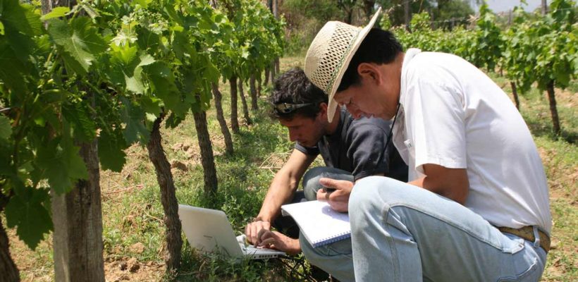 Desarrollo de estrategias para el control de plagas y adaptación al cambio climático en cultivo de uva de mesa en el municipio de Yacuiba Provincia Gran Chaco