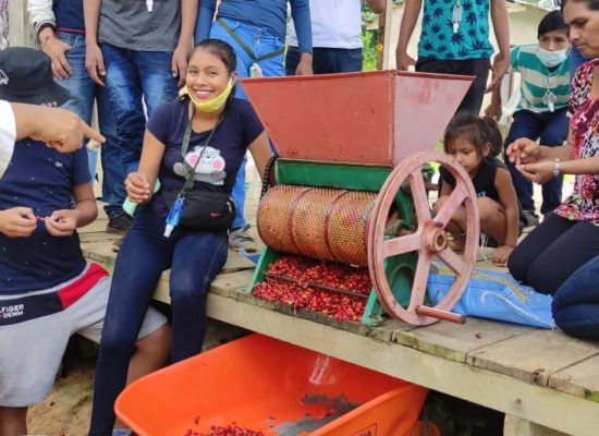 Familias Productoras de Café inician una nueva etapa de Cosecha