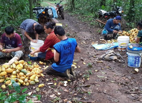 Torneo de Selección: Salón del Cacao y Chocolate Bolivia 2021