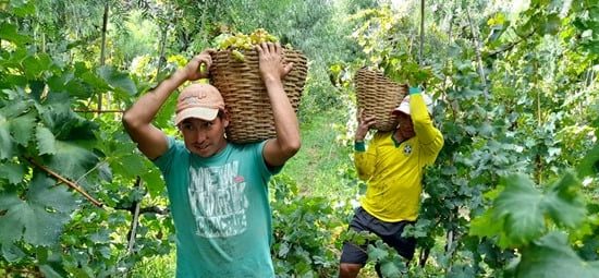 uvas acciones bendimia