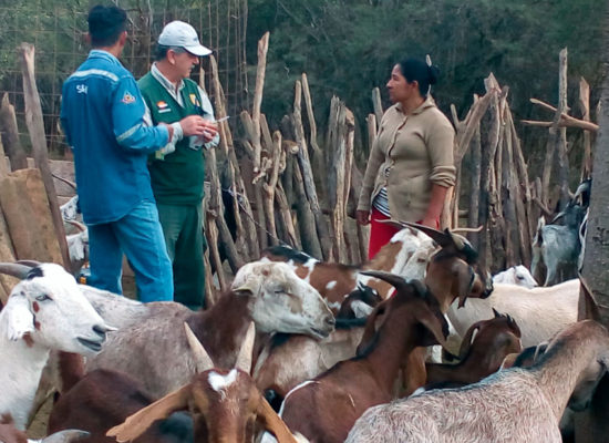 tarija-ganado-caprino