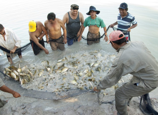 tarija-pescado