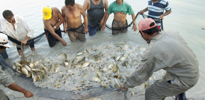 Mejora de la Cadena de Producción de Pescado para el Beneficio de Comunidades Indígenas Weenhayek de Tarija