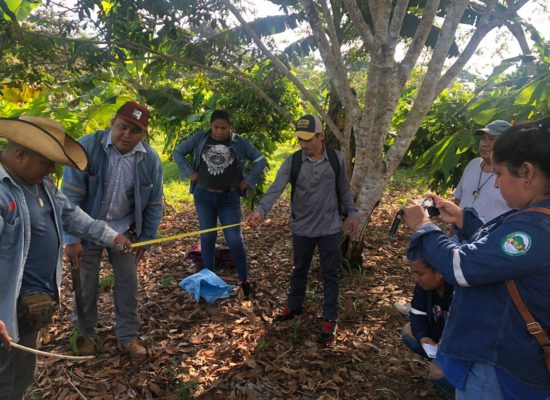 #FautapoAmazonía. NUEVA ETAPA DE LA AGROFORESTERÍA DINÁMICA SUCESIONAL