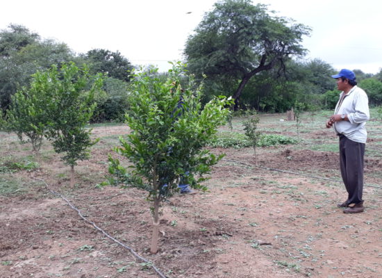 chaco-plantas-naranja