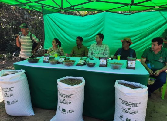 #FundaciónAmazonia. SE INCIA EL TRILLADO DEL CAFÉ COSECHA 2022 EN PANDO