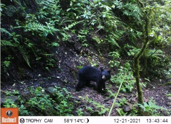 captura-oso-valle